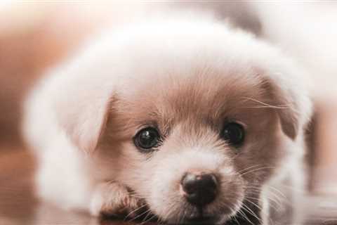 From Chaos to Control - How Obedience Training Can Keep Your Puppy From Running Away