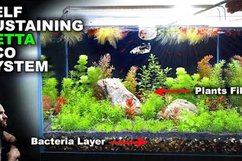 Self Sustaining Betta Fish Eco Tank (NO WATER CHANGE, minimal input)