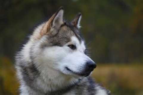 The 13 Best Dog Food Toppers for Alaskan Malamutes