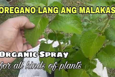 Making Powerful Oregano Spray for Plants/ Natural Insecticide, Fungicide