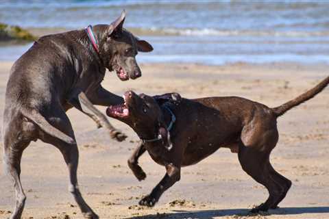 Teach Your Puppy to Stay Put - Expert Tips and Tricks