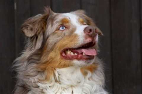 The 13 Best Dog Food Toppers for Australian Shepherds