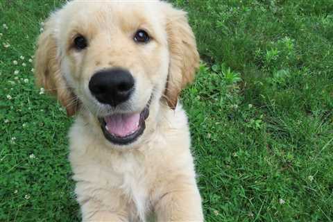 The Ultimate Guide to Puppy Training - Preventing Escapes and Running Away