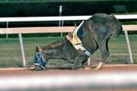 Racehorse Reality