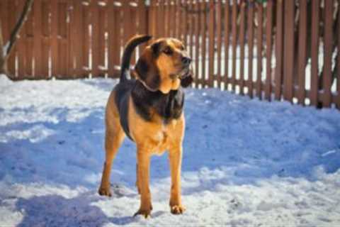 The 13 Best Dog Food Toppers for Bloodhounds
