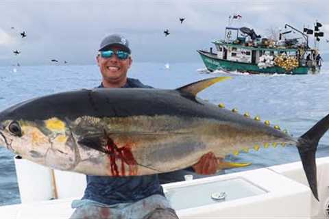 Mega YELLOWFIN TUNA Caught Fishing by Remote Panama island!