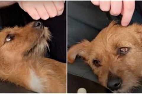 Nervous Dog That’s Too Much Work To Be Adopted Gives One Man A Chance