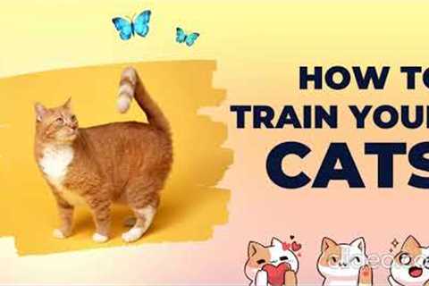 How to train your cat? Trending Funny Animals Videos.