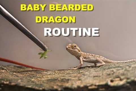 Baby Bearded Dragon Daily Routine  !! Tips On Bearded Dragon Care