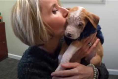 Pitbull Puppy Left All Alone To Die In An Empty Parking Lot Defies All Odds