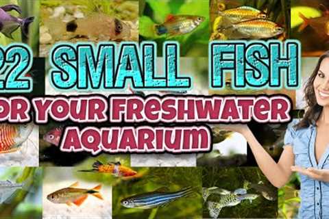 Top 22 Small Fish for Your Freshwater Aquarium - best beautiful - nano fish for aquarium
