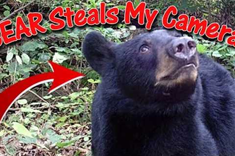Trail Camera is Missing! Black Bear Took my Cam Away in it's Mouth: Where and How Did I Find it?