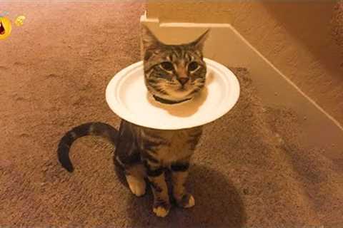 🤣HOLDING YOUR LAUGH while Watching these video😹 - Funny Cats Life