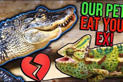 Feeding Your Exes to our Pets for Valentine's Day!