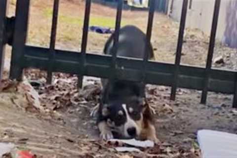 Woman Works To Win Over Growling Street Puppy That Doesn’t Trust A Soul
