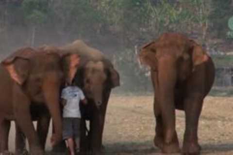 Man Greeted With Warm Hug From Four Elephant Friends Spreads Smiles Across The Internet