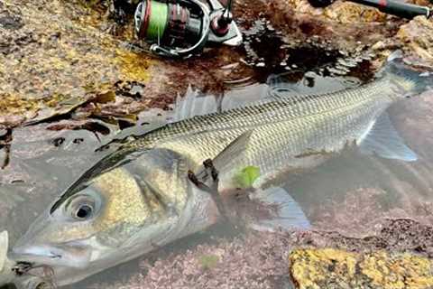 5 TIPS TO CATCH MORE FISH | A BEGINNERS GUIDE TO BASS LURE FISHING