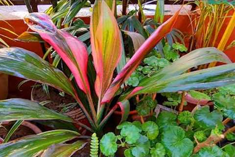 Plants and pots shopping with price|Explore your hobbies!!