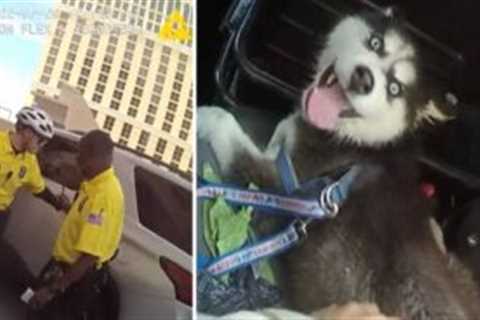 UPDATE: Shameless Gambler Leaves Puppy In Hot Car With Mouth Taped Shut Outside Casino