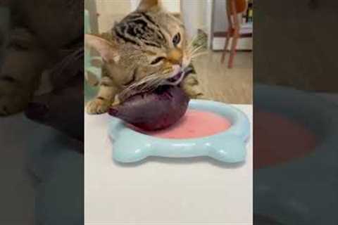 Best funny cat videos |funny cat videos| cute kittens #viral
