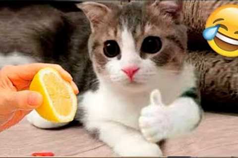funny cat videos 😝 baby Cats 😂 cat videos