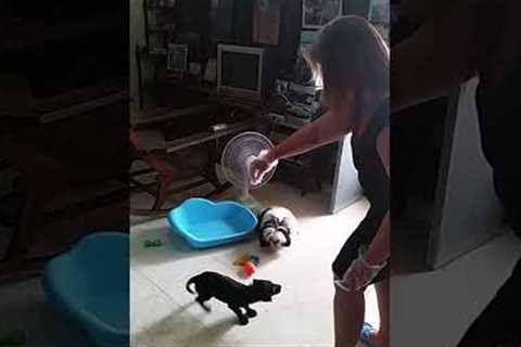 Labrador puppy learning cute tricks