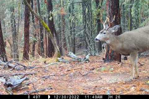 Ringtails and New Year's Snacks caught on Trail Camera