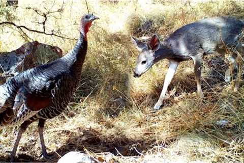 Animal Trail in Arizona (Trail Cam Videos)