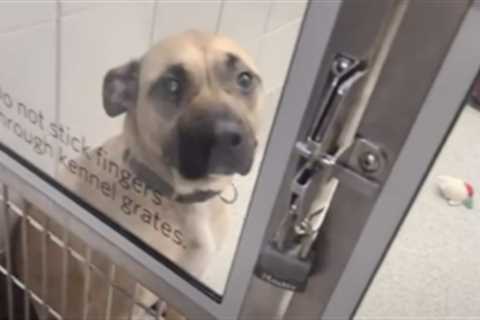 Lost Dog Gets A New Family Right Before The Old One Finds Her Again