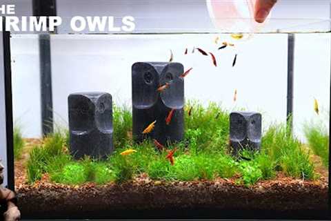 The Shrimp Owls: NEW Shrimp Setup for Neocaridina Aquascape Tutorial