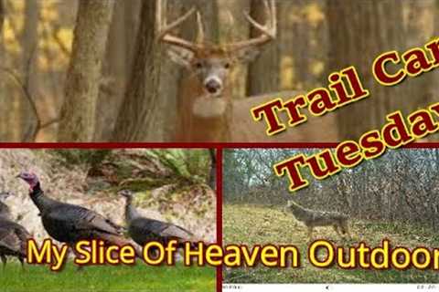 Trail Cam Tuesday - February 28, 2023