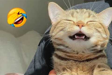 2 HOUR FUNNY CATS COMPILATION 2023😂| Best Funny Cat Videos 😸 ! #11