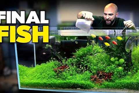 Adding FINAL FISH To Asian Fish Aquarium | MD Fish Tanks