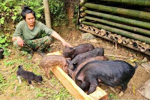 Survival skills, catching fish with bare hands, scolding pigs and feeding pigs, survival alone