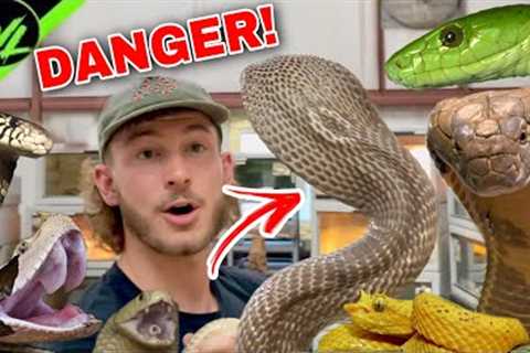 FULL VENOMOUS SNAKE TOUR!!!