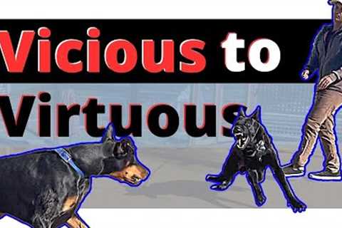 He's never met a dog before - Owner. That's going to change today - Joel Beckman
