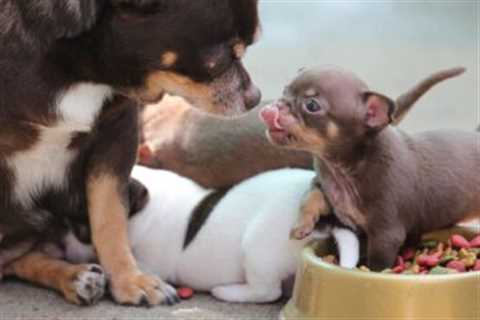 The 13 Best Dog Food Toppers for Chihuahuas
