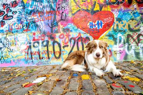 In the Eye of the Storm: How dogs help us find peace amid chaos