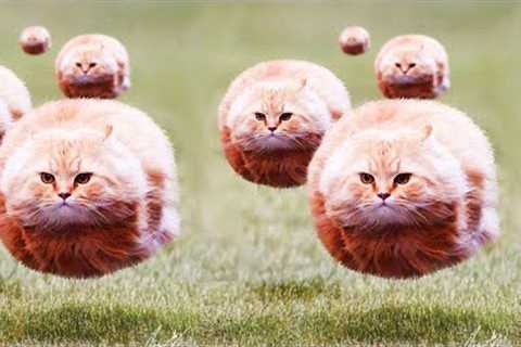 The Funniest Cat Videos on the Internet 🤣🐱