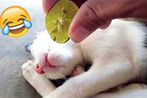 Funny Animal Videos 2023 😂 - Funniest Dogs And Cats Videos 😺😍#38