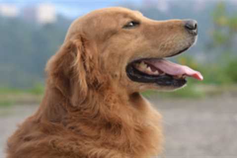 7 Best Digestive Enzyme Supplements For Dogs