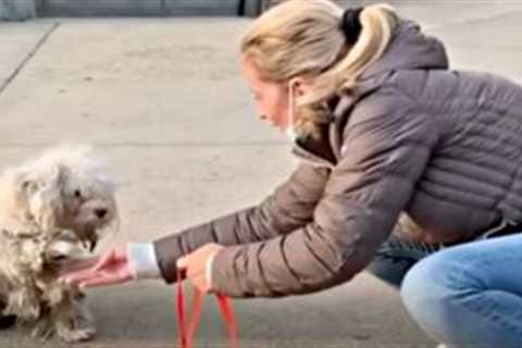 Dog Trapped Inside 6-Foot Fence Lifts His Paw To Greet Rescuer