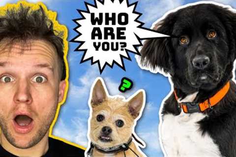 Can THIS expert Dog Trainer help these random dogs?