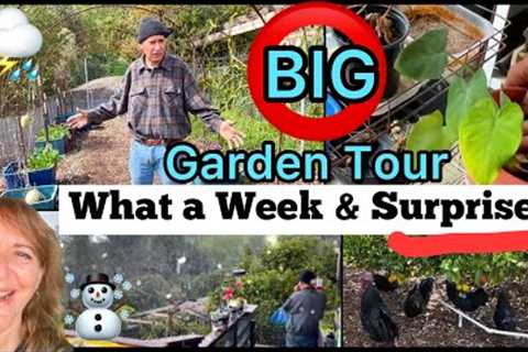 FULL Garden Tour Vegetables, Sweet Potatoes, Making FREE Soil Compost, Container Gardening, Chickens