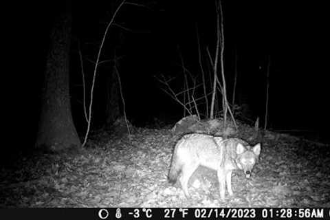 Trail Cam February 2023