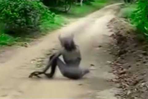 Most Disturbing Trail Cam Captures Ever Recorded New Batch