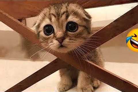 Try Not To Laugh Animals : 1 Hour of Funniest Cat Videos #22 | Funny Animal Videos