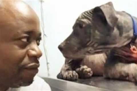 Man Follows His Gut And Finds A Desperate Dog Who Needs Him