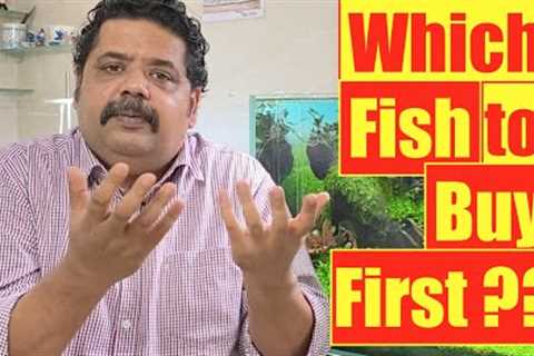 New Fish | New Aquarium | Which fish to buy First | Mayur Dev's Fish keeping Tips HD1080p