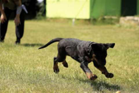 7 Best Muscle Building Supplements for Dogs